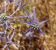 Description de l'image Eryngium creticum 011.jpg.