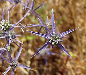 Descrizione dell'immagine Eryngium creticum 011.jpg.