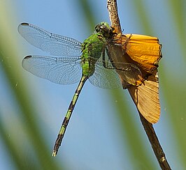 Erythemis vesiculosa