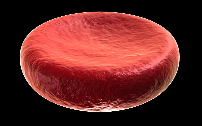 File:Erythrocyte deoxy.jpg