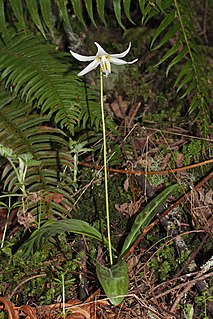 <i>Erythronium oregonum</i> Species of flowering plant
