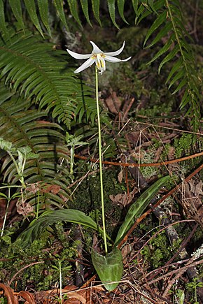 Billedbeskrivelse Erythronium oregonum 5581.JPG.