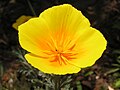 * Nomination Eschscholzia californica --Butko 07:12, 25 March 2024 (UTC) * Promotion  Support Good quality. --Екатерина Борисова 20:58, 27 March 2024 (UTC)