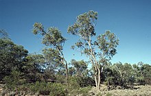 Eucalyptus morrisii.jpg