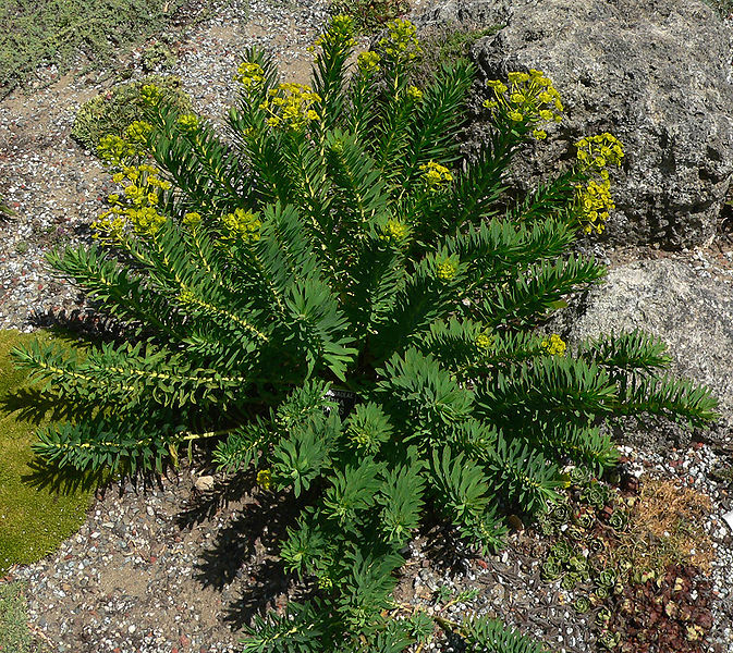 File:Euphorbia nicaeensis 1.jpg