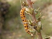 Eupithecia zygadeniata larva.jpg