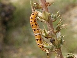 Eupithecia zygadeniata larva.jpg