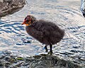 Thumbnail for File:Eurasian coot chick (52246).jpg