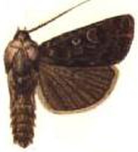 Agrotis_baliopa