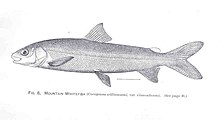 FMIB 34153 Dağ Beyaz Balığı (Coregonus williamsoni, var cismontanus) .jpeg