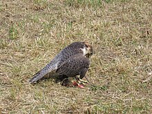 A lanner falcon with its lure Falconry001.JPG