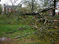 Fallen Oak (in front of King House) (3386943139).jpg