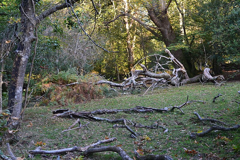 File:Fallen branches, near Rufus Stone - geograph.org.uk - 5935036.jpg