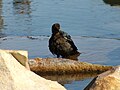 Female Grackle playing/washing feathers in the water.