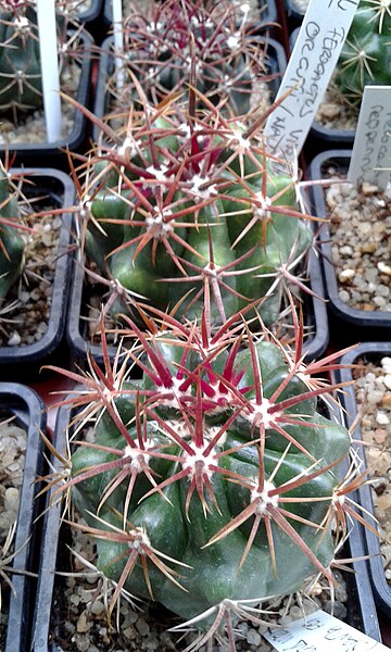 File:Ferocactus viridescens var orcuttii 2e.jpg