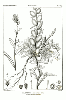 <i>Fibigia</i> Genus of flowering plants