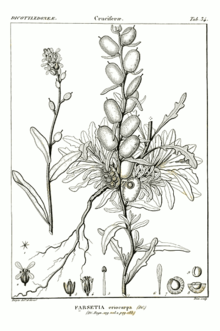 Fibigia eriocarpa.png