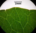 Blattrand von Ficaria verna subsp. verna: die Hydathoden (heller Punkt) befinden sich an der Spitze der undeutlichen Blattrandkerbzähne, die Kerben zwischen den Zähnen sind sehr eng