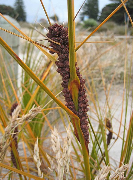 File:Ficinia spiralis -紐西蘭 Mount Maunganui Beach, New Zealand- (46534883432).jpg