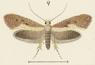 <i>Tinea dividua</i> Species of moth