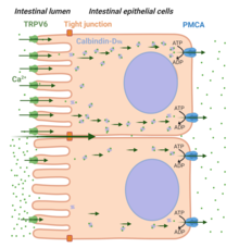 Figure 4. Role of TRPV6 in intestinal calcium absorption. TRPV6 mediates Ca entry across the plasma membrane as the first step in the transcellular pathway of Ca transport. This is considered the rate-limiting step in Ca absorption by the enterocytes. The transcellular pathway enables the transport of Ca against a [Ca ] gradient to ensure Ca absorption when the luminal [Ca ] is lower than that in the blood side; The Ca binding protein calbindin-D9k and plasma membrane Ca ATPase (PMCA) are known components in these transcellular pathways. Figure 4 TRPV6 transcellular pathway.png