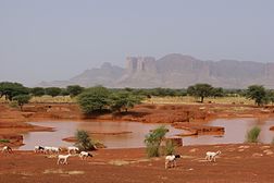 Paysage de savane d'acacia au Mali.