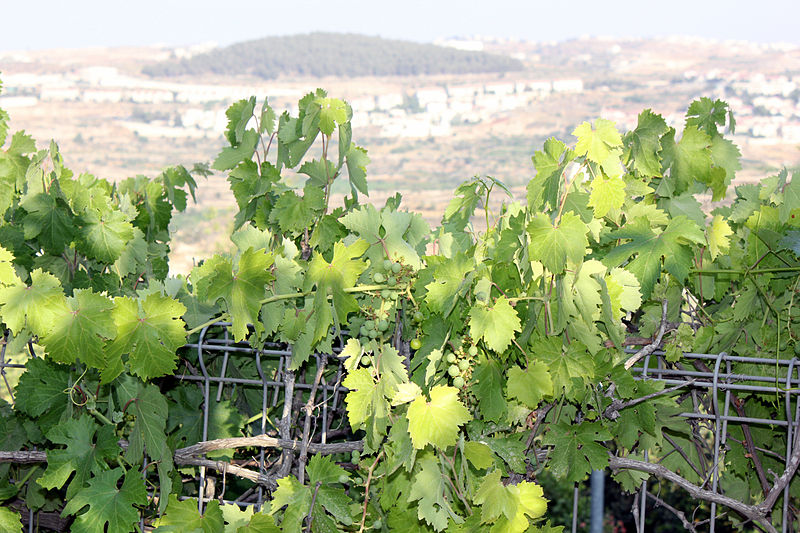 File:Flora of Israel IMG 1683 (11771980865).jpg