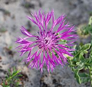 Centaurea sphaerocephala, flower