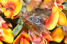 Flower fly - 48735861641.jpg