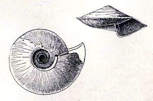 Fluxinella discula 001.jpg