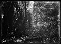 Forest. 1899. (3795473261).jpg