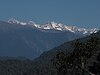 Forest and snow-covered mountains in the background