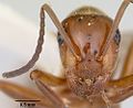 Formica reflexa casent0103511 head 1.jpg