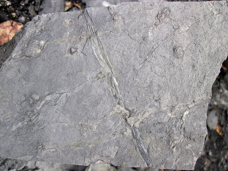 File:Fossiliferous mudshale (Price Formation, Lower Mississippian; Cloyds Mountain roadcut, Valley Coalfield, Virginia, USA) 19 (30377636922).jpg