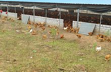 During the daytime, the doors are left open for these chickens to choose whether to be in the yard or coop. This small poultry farm is in Hainan, China. Free range chickens in Hainan, China - 02.jpg