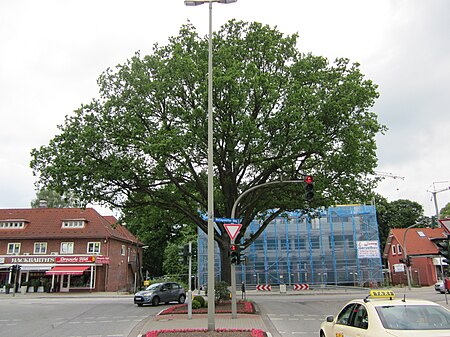 Friedenseiche an der Rolfinckstraße in Hamburg Wellingsbüttel