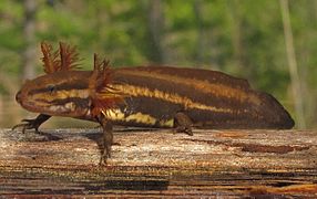 Frosted Flatwoods Salamander.jpg