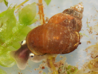 <i>Fukuia</i> Genus of gastropods