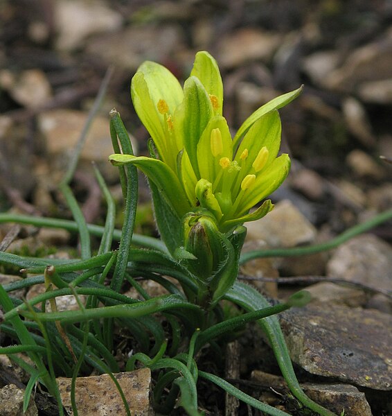 File:Gagea bohemica RF.jpg