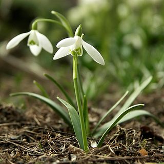 <i>Galanthus nivalis</i> species of plant