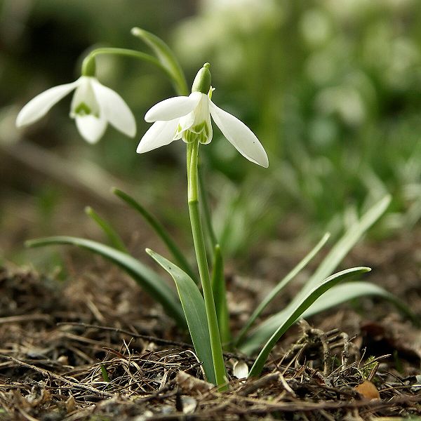 File:Galanthus nivalis.jpg