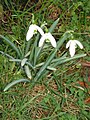 Galanthus nivalis