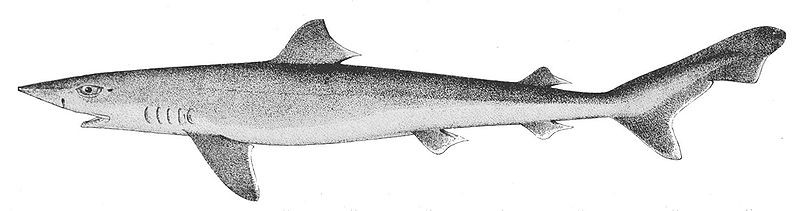 File:Galeorhinus galeus.jpg