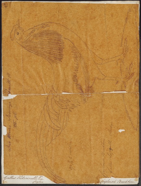 File:Gallus stanleyi - 1849 - Print - Iconographia Zoologica - Special Collections University of Amsterdam - UBA01 IZ17000109.tif