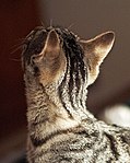 Tabby cats - distinctive striped or spotted pattern