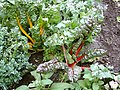 Swiss chard, showing one plant expressing yellow betaxanthins and another expressing red betacyanins.