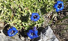 Gentiana ligustica R. Vilm & Chopinet France (Gentianaceae) -1F.jpg