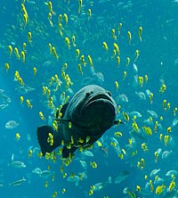 水族館度一條魚