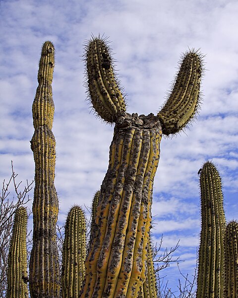 File:Glandulicereus thurberi sonora.jpg