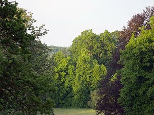 Trees of the Glienicker Park in the morning light